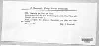 Sphaerulina gei image